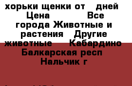 хорьки щенки от 35дней › Цена ­ 4 000 - Все города Животные и растения » Другие животные   . Кабардино-Балкарская респ.,Нальчик г.